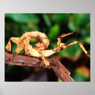 Macleay's Specter (Stachel-Stabschrecke), Poster