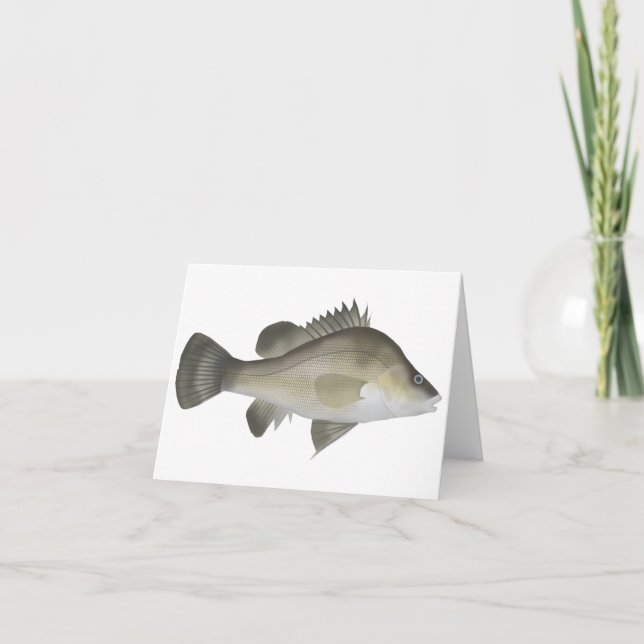 Macqurie Perch (Vorderseite)