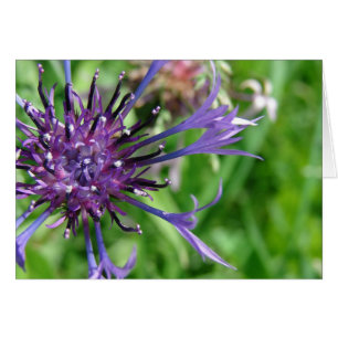 Macro à fleurs violettes