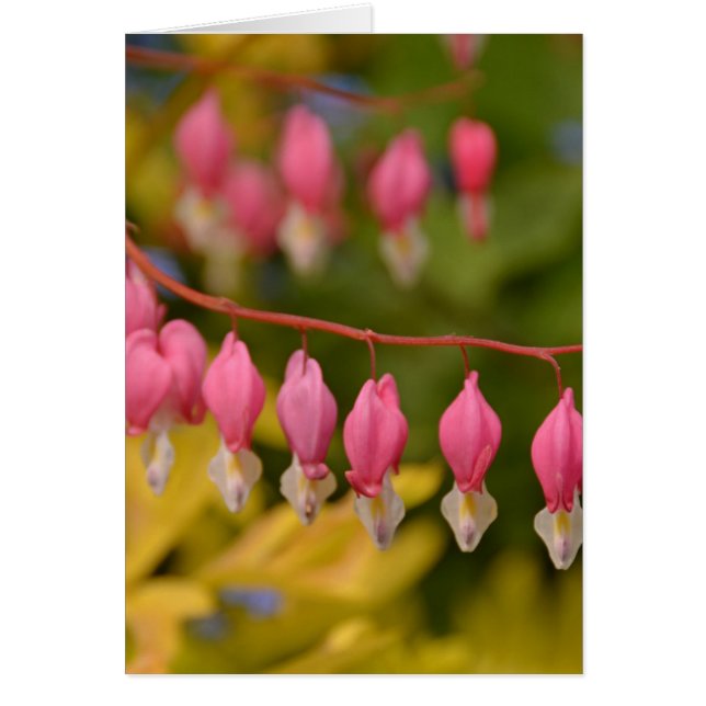 Macro Coeurs saignants (Devant)