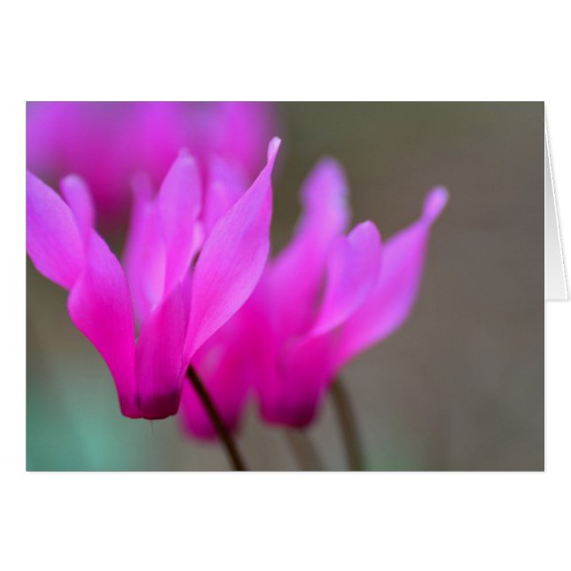 Macro Cyclamen sauvage (Devant horizontal)