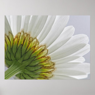Macro Daisy Foto Poster