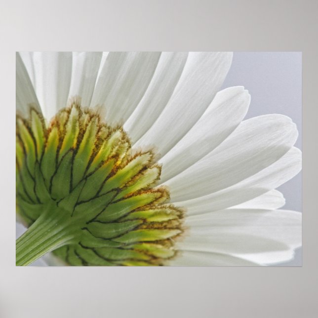 Macro Daisy Foto Poster (Vorne)