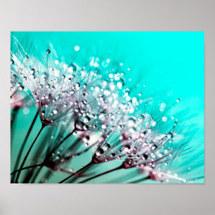 Macro Dandelion Seeds Wassertropfen Foto Poster