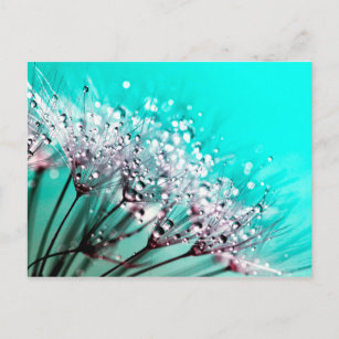 Macro Dandelion Seeds Wassertropfen Foto Postkarte