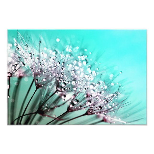 Macro Dandelion Semences d'eau gouttes photo (Devant)