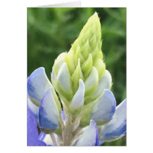 Macro de bluebonnet