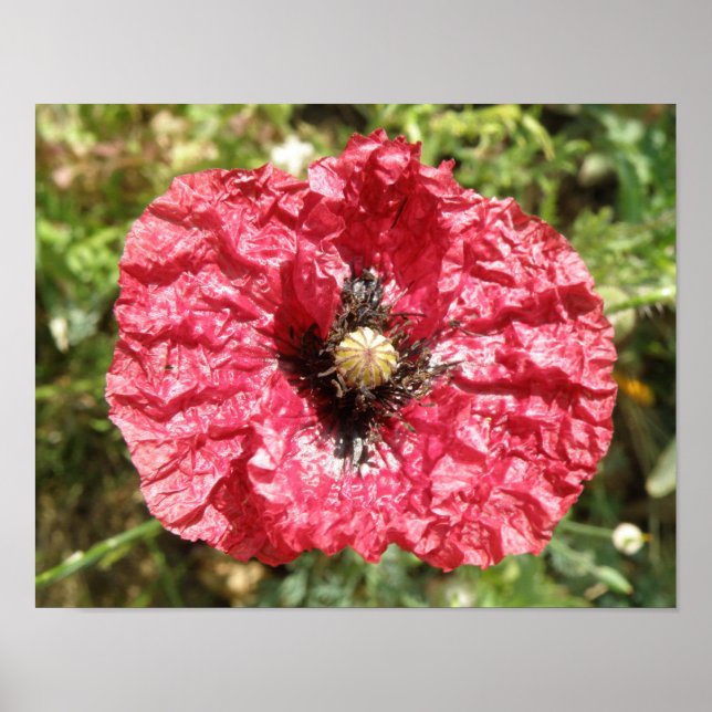 Macro für hübsche Blume mit rotem Poppy Poster (Vorne)