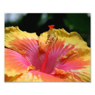 Macro Hibiscus Jaune Pétales 10x8 Fleur Impression