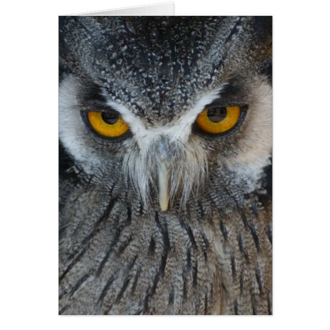 Macro hibou noir et blanc (Devant)