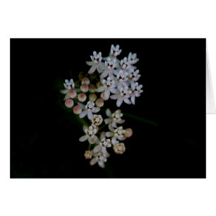 Macro Milkweed