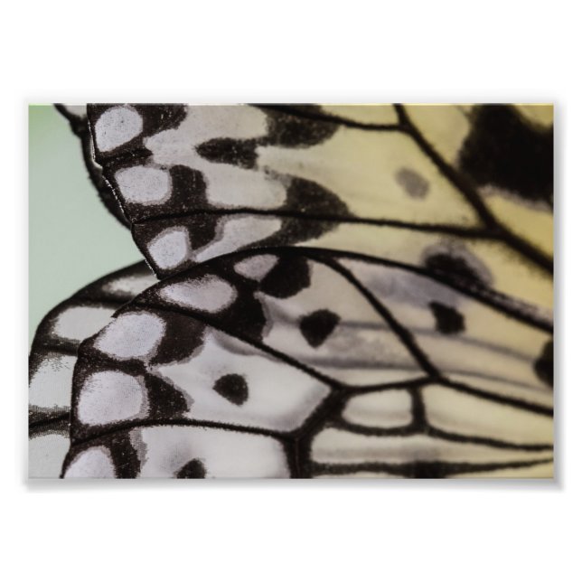 Macro Nymph Butterfly Wing Fotodruck (Vorne)