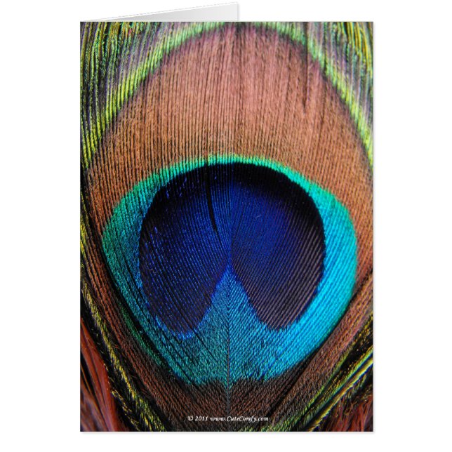 Macro Peacock Feather Rich Blues Photographie (Devant)