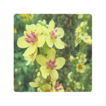 macro photo - fleur jaune & violet -