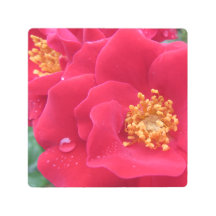 macro photo, rose rose chaud -