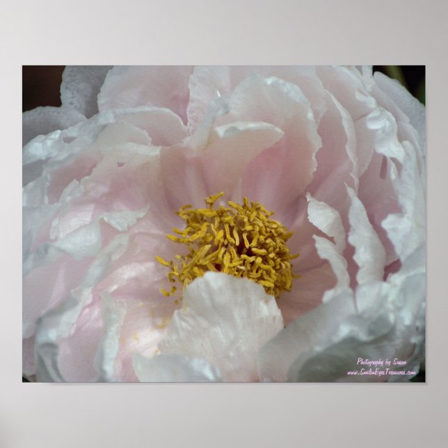 Macro Pink Peony Blumen Centre Poster (Vorne)