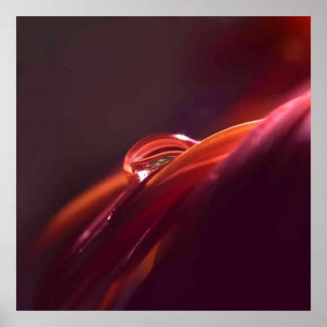 Macro Rotes Blatt Poster (Vorne)