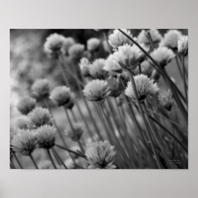 Macro Scallions Floral Noir Blanc Impression (Devant)
