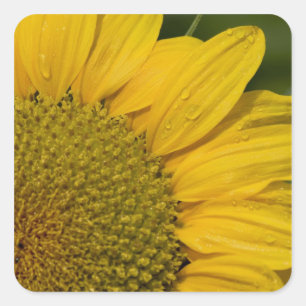 Macro Sonnenblume mit Regentropfen Quadratischer Aufkleber