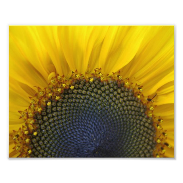 Macro Sunflower Fotodruck (Vorne)