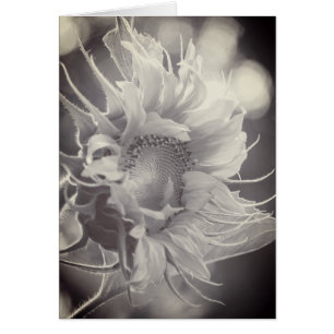 Macro Sunflower in Sepia