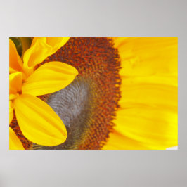Macro Sunflower Poster