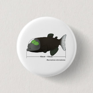 Macropinna microstoma tatsächliche Größe Button
