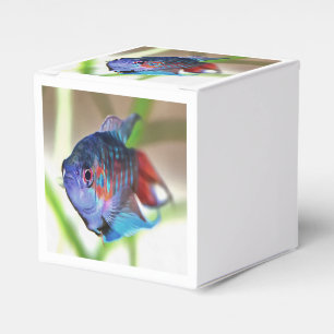 Macropodus Opercularis Aquarium Fisch Geschenkschachtel