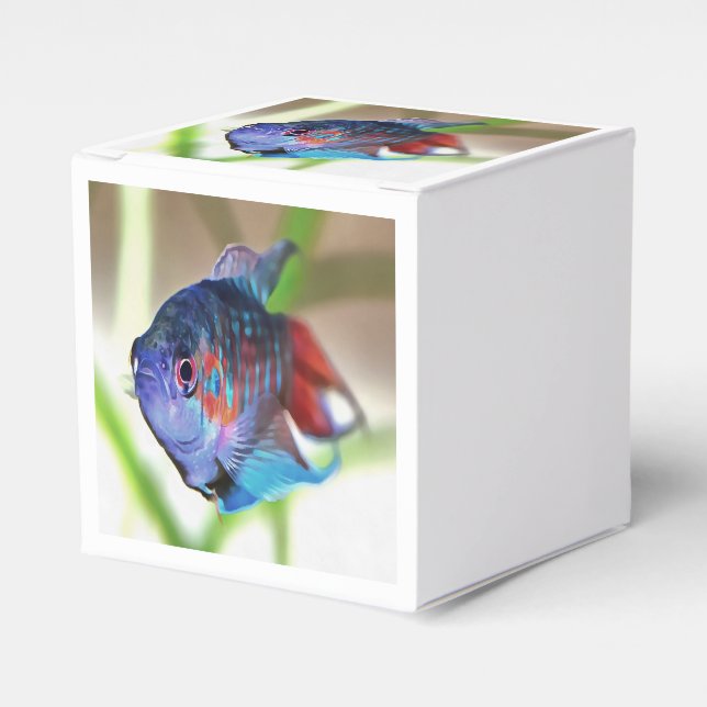 Macropodus Opercularis Aquarium Fisch Geschenkschachtel (Vorderseite)