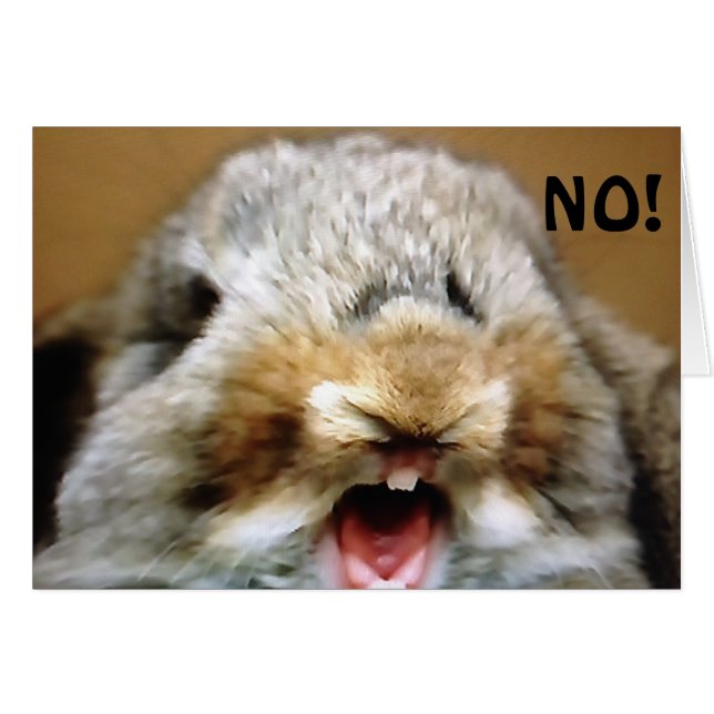 MAD RABBIT DIT QUE "NON" VOUS NE POUVEZ PAS ÊTRE " (Devant horizontal)