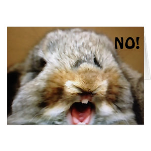 MAD RABBIT SAGT "NEIN" U KANN NICHT "50" SEIN