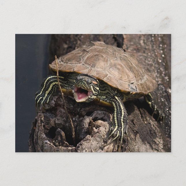 Mad Turtle Postcard Postkarte (Vorderseite)