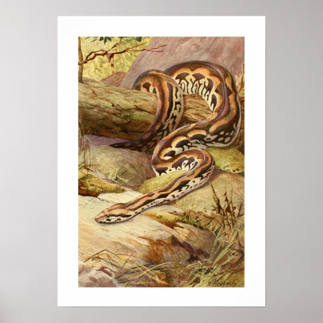 Madagascan Boa Poster (Vorne)