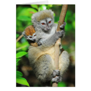 Madagascar, Andasibe, Ile Aux Lemuriens, Mère
