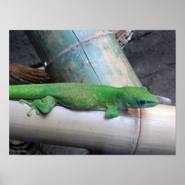 Madagascar Gecko Foto Poster (Vorne)