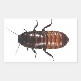 Madagascar Hissing Coackroach Rechteckiger Aufkleber