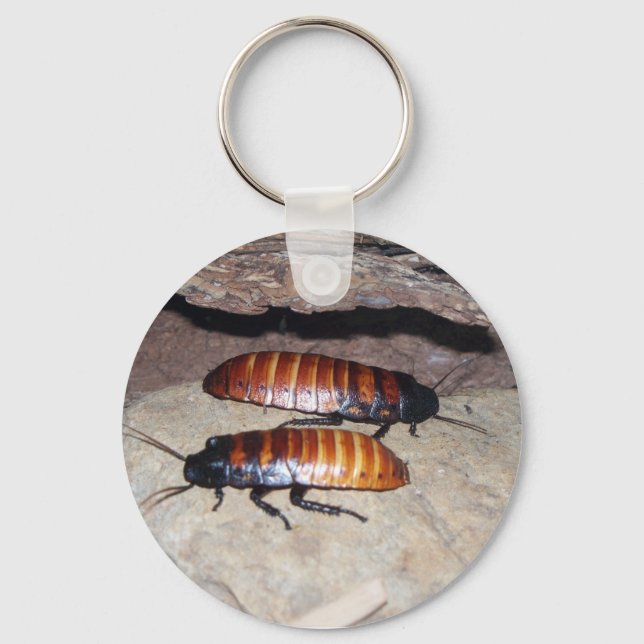 Madagascar Hissing Cockroach Schlüsselanhänger (Vorderseite)