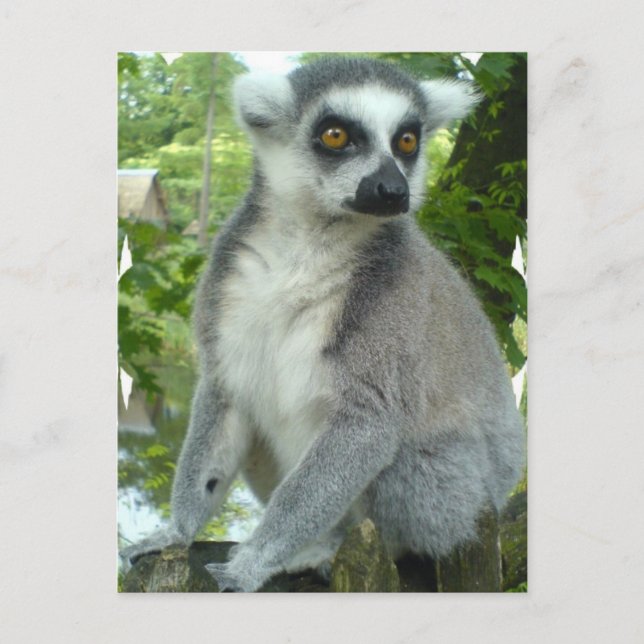 Madagascar Lemur Postcard Postkarte (Vorderseite)