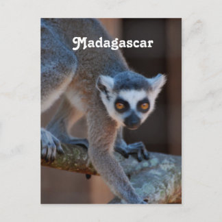 Madagascar Lemur Postkarte