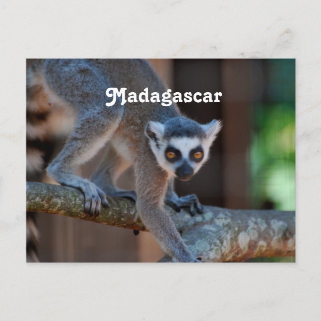 Madagascar Lemur Postkarte (Vorderseite)