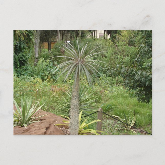 Madagascar Palm Postcard Postkarte (Vorderseite)