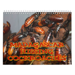 Madagasgar zischenschaben-Wandkalender Kalender