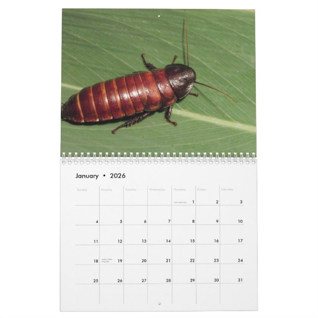Madagasgar zischenschaben-Wandkalender Kalender (Jan 2026)