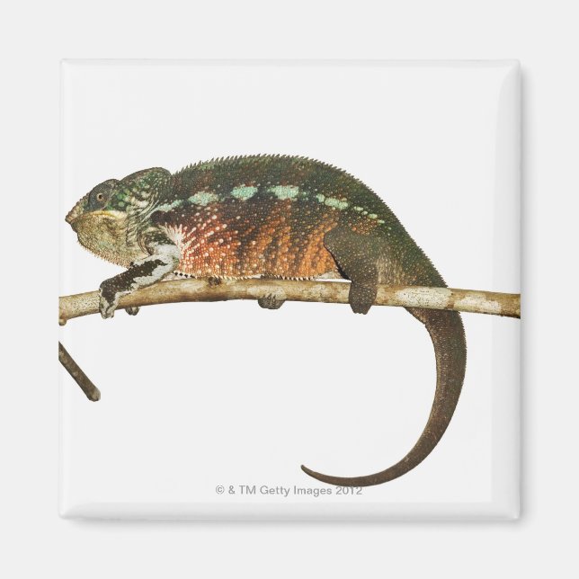 Madagaskar 2 magnet (Vorne)