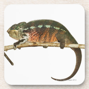 Madagaskar 2 untersetzer