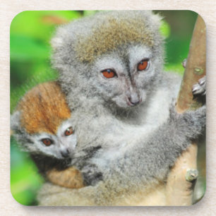 Madagaskar, Andasibe, Ile Aux Lemuriens, Mutter Getränkeuntersetzer