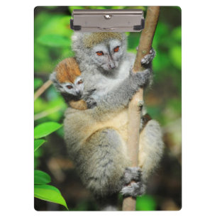 Madagaskar, Andasibe, Ile Aux Lemuriens, Mutter Klemmbrett