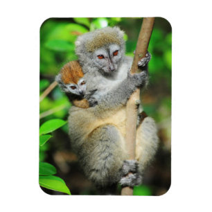 Madagaskar, Andasibe, Ile Aux Lemuriens, Mutter Magnet