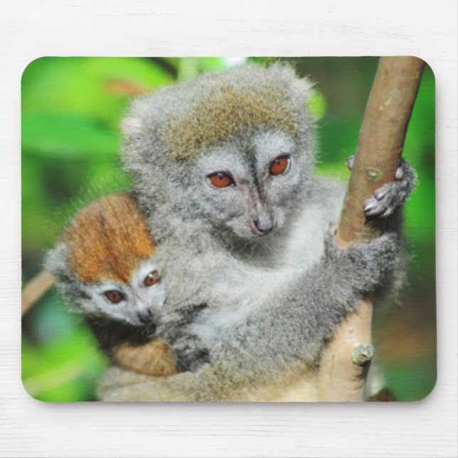 Madagaskar, Andasibe, Ile Aux Lemuriens, Mutter Mousepad (Vorne)