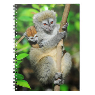 Madagaskar, Andasibe, Ile Aux Lemuriens, Mutter Notizblock